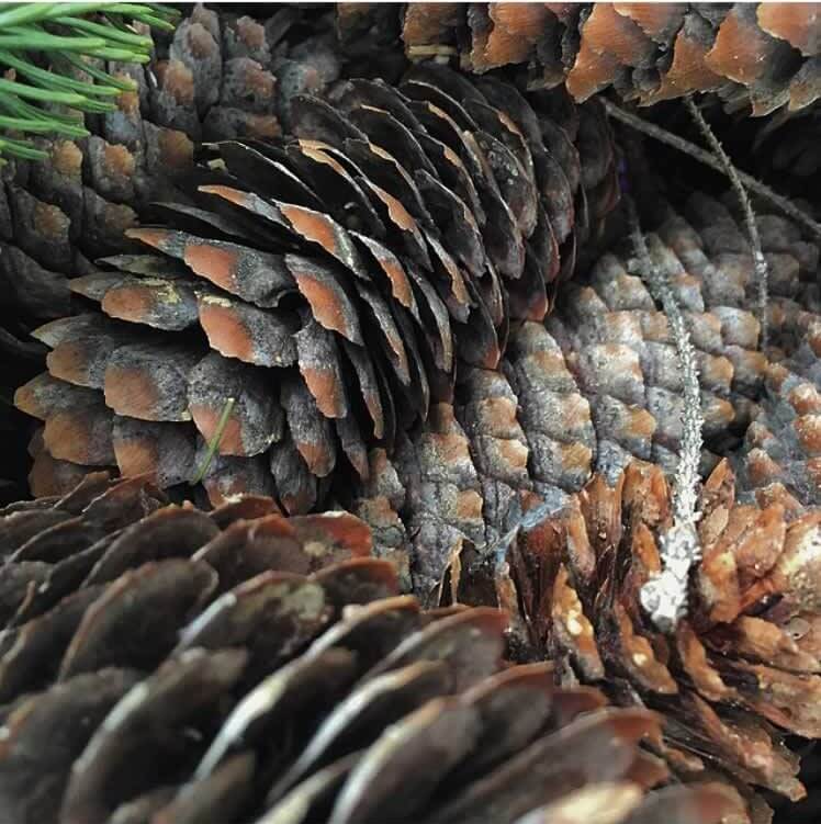 Close-up photo of pine cones Close-up photo of pine cones