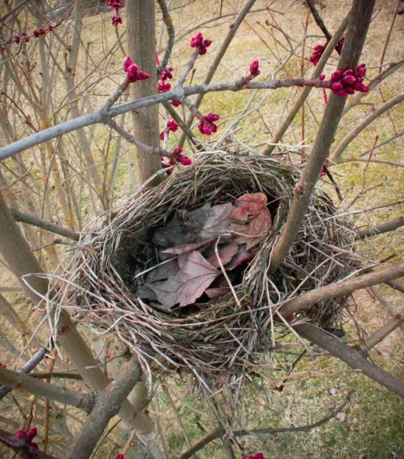 entry-86-birds_nest entry-86-birds_nest