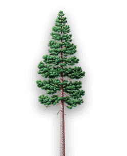 white-pine