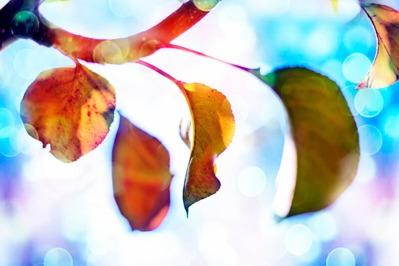 Dreaming of Dancing Leaves Dreaming of Dancing Leaves