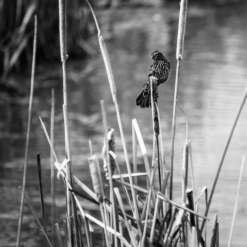 A Bird's Song A Bird's Song