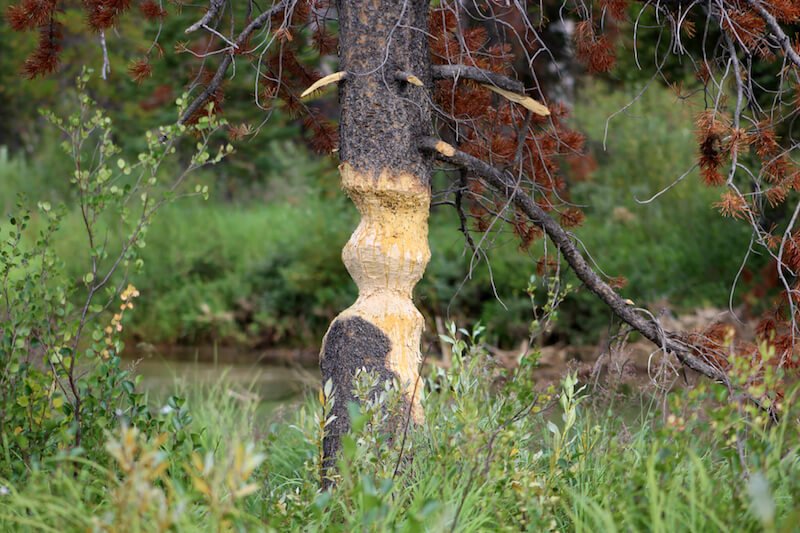 Nature's Architect Nature's Architect