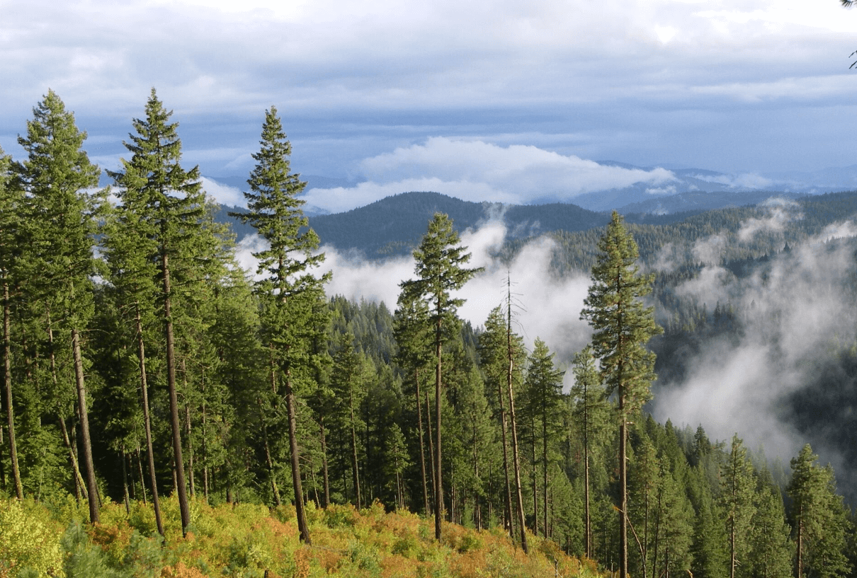 IdahoForestsEnvironmentalBenefits
