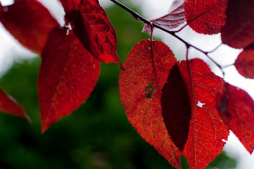 Shadow Leaf Jacob Lewis Shadow Leaf Jacob Lewis