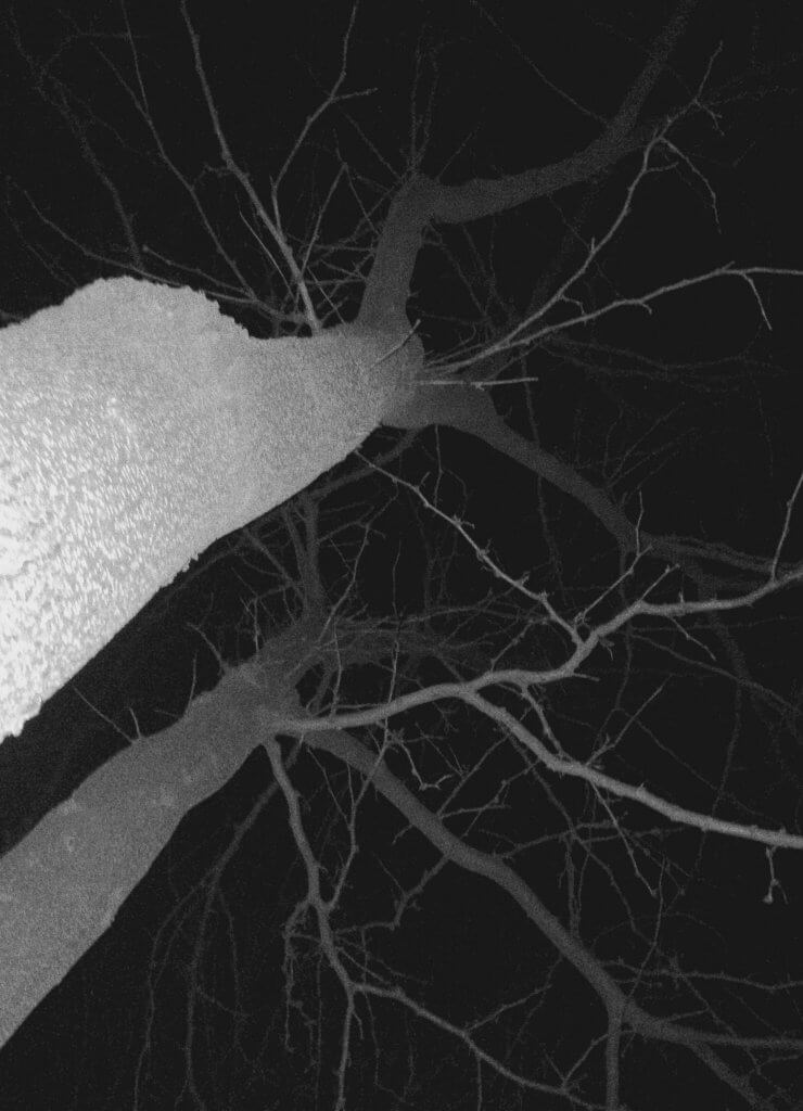 The Viable Luminescence Charlotte Frye The Viable Luminescence Charlotte Frye