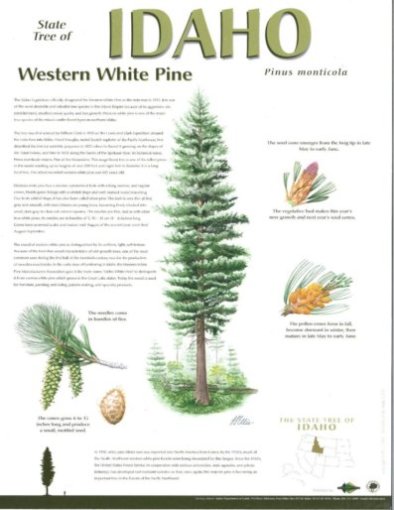 IFPC Western White Pine Poster IFPC Western White Pine Poster